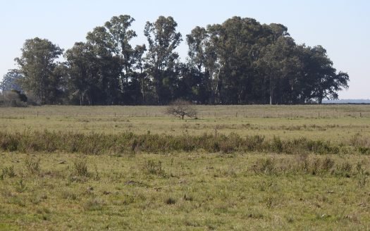 40 has Campo Agricola – Arditi, Pdo de Magdalena, Bs As