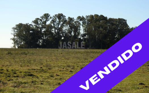 40 has Campo Agricola – Arditi, Pdo de Magdalena, Bs As