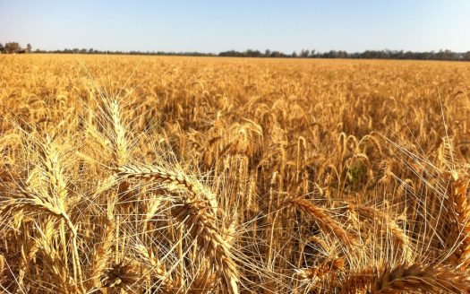 1000 has Agrícolas – Magdalena, Provincia de Buenos Aires