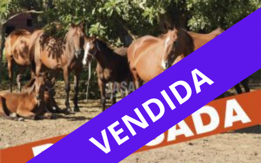 VENDIDAS 53 has Mixtas Haras – Bavio, partido de Magdalena