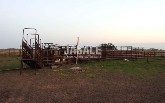 300 Has ganaderas – R.Payró, Magdalena, Buenos Aires