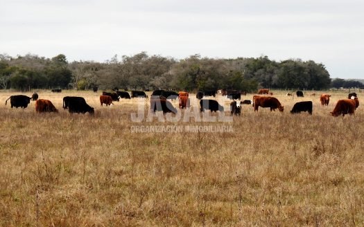 300 has Mixtas – Magdalena, Buenos Aires