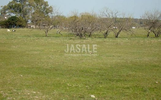 4 has – Magdalena, Buenos Aires