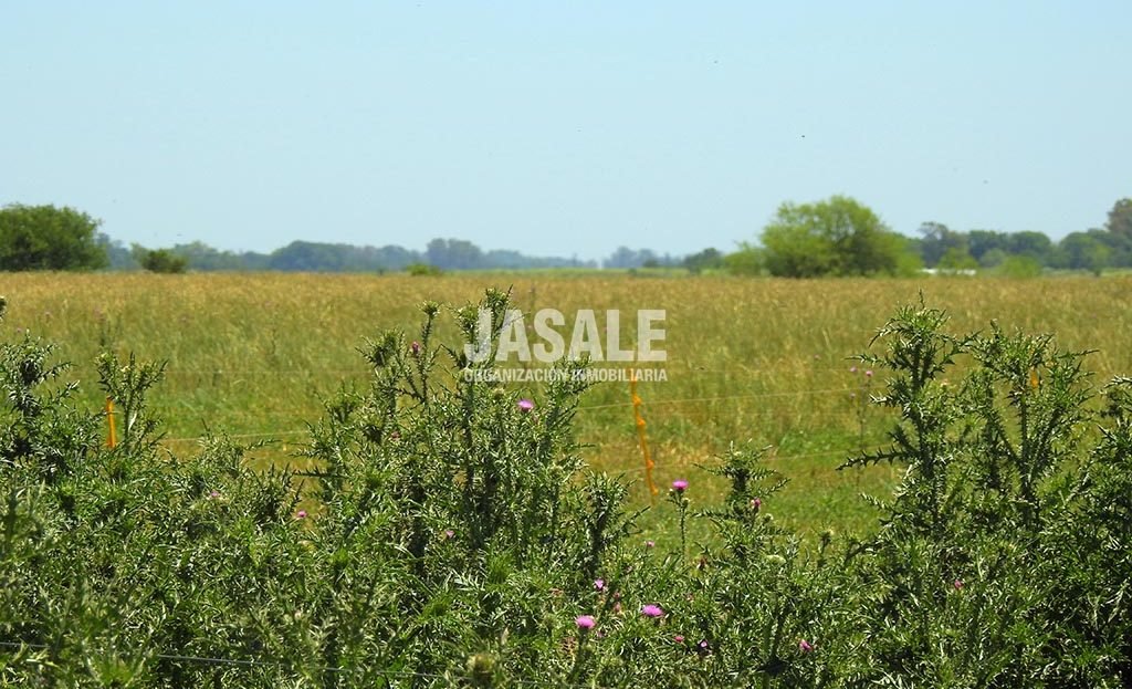 Campo 29has Agricolas Venta Altamirano Brandsen