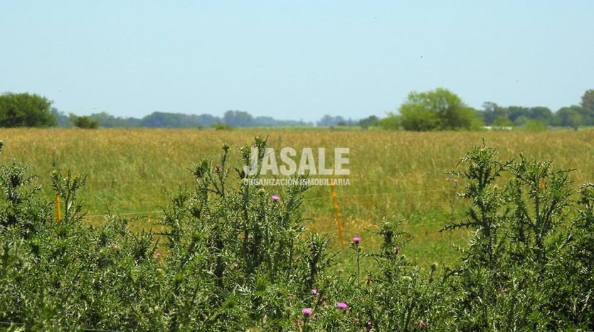 Campo 29has Agricolas Venta Altamirano Brandsen