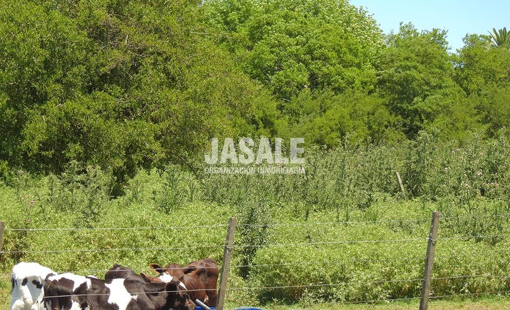 Guachera 29has Agricolas Venta Altamirano Brandsen