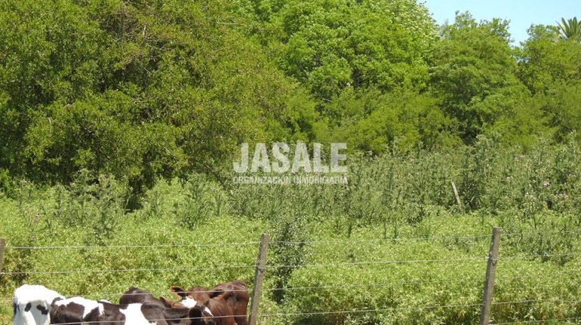 Guachera 29has Agricolas Venta Altamirano Brandsen