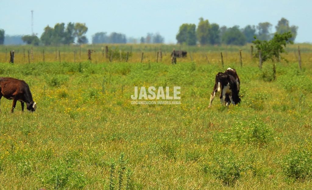 Vacas pastando 29has Agricolas Venta Altamirano Brandsen