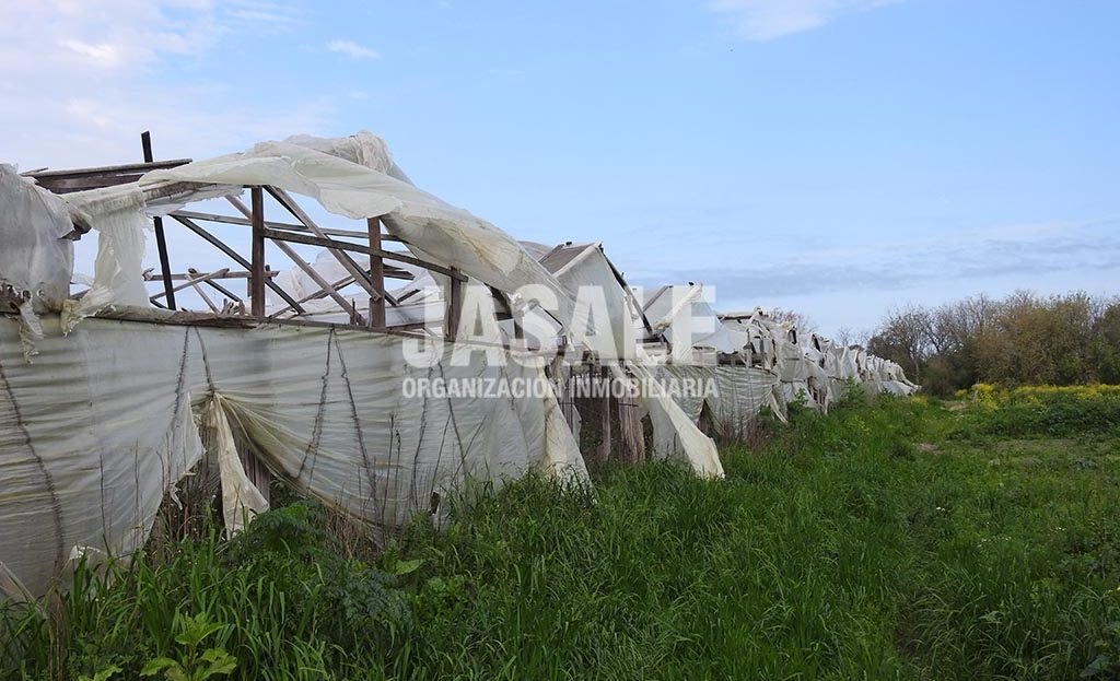 Invernáculos 7has apto invernáculos Venta Los Hornos