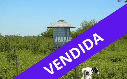 29 has Agrícolas VENDIDAS – Altamirano, ptdo de Brandsen
