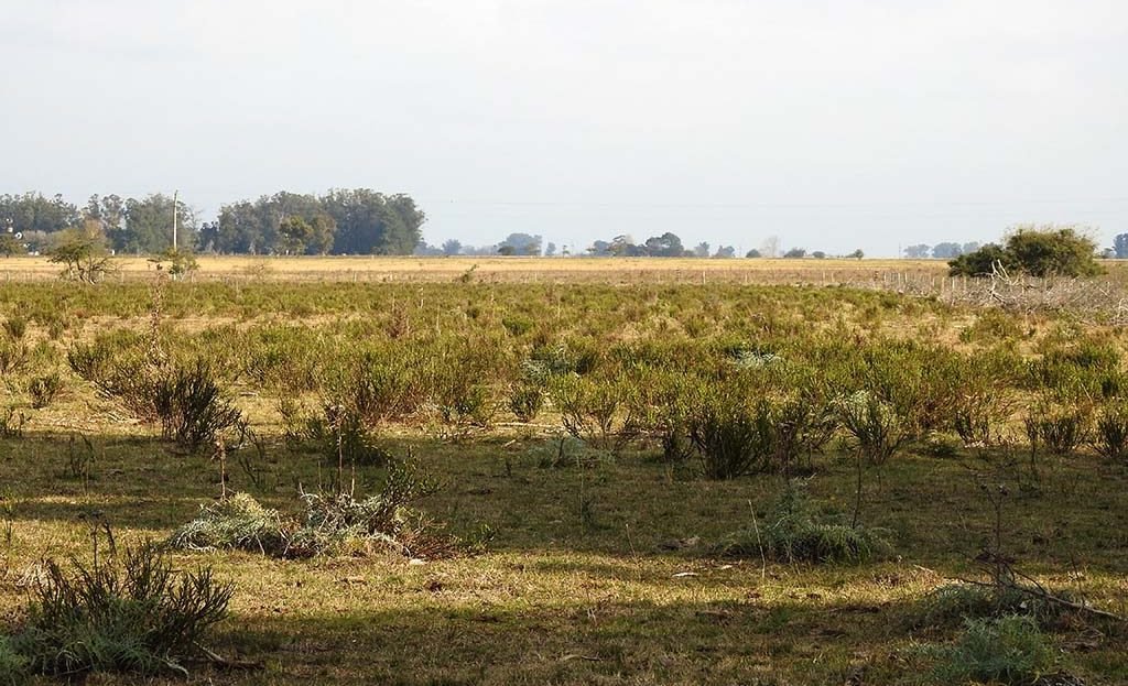 70 has Agro-ganadero en Arditi