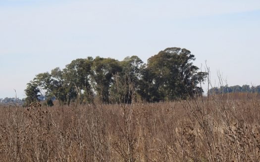 Jasale VENDE 105 has en I. Correas